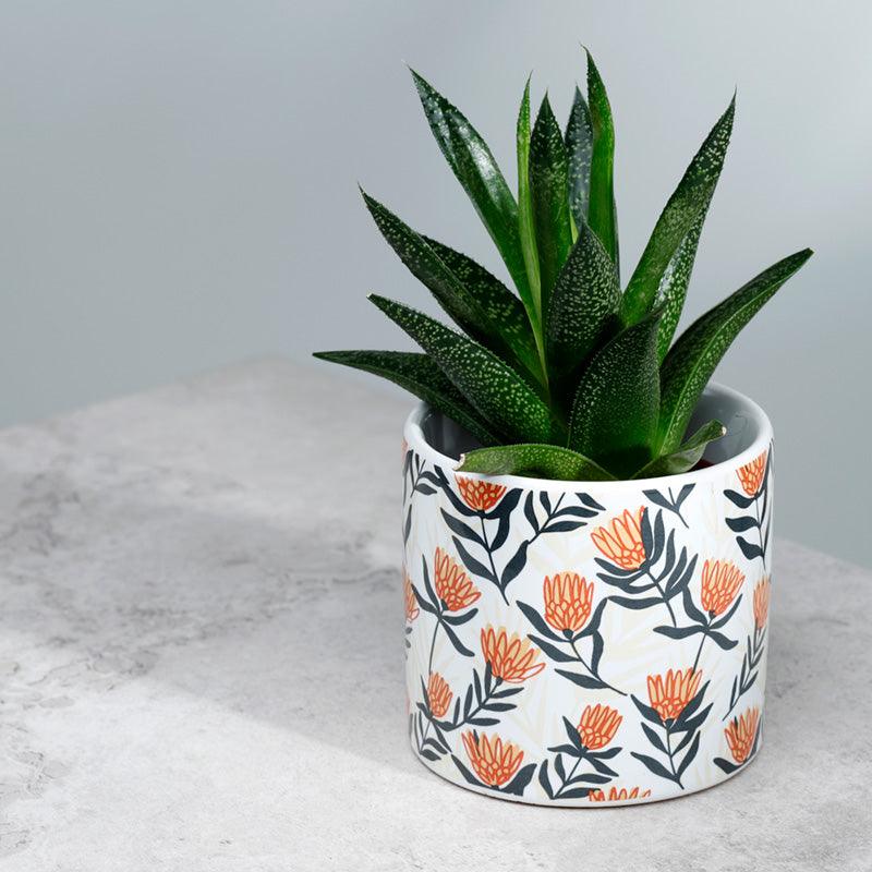 Potted succulent with floral design.